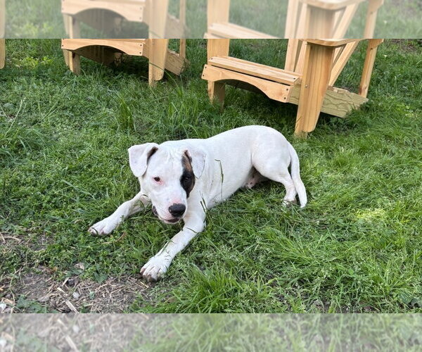 Medium Photo #7 American Pit Bull Terrier-American Staffordshire Terrier Mix Puppy For Sale in Chester, VA, USA