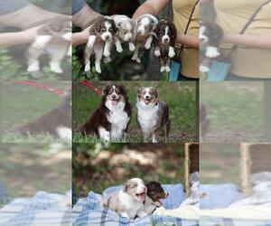 Mother of the Miniature Australian Shepherd puppies born on 05/28/2022