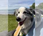 Small #19 Australian Shepherd Mix