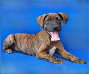 Mutt Dogs for adoption in Pasadena, CA, USA