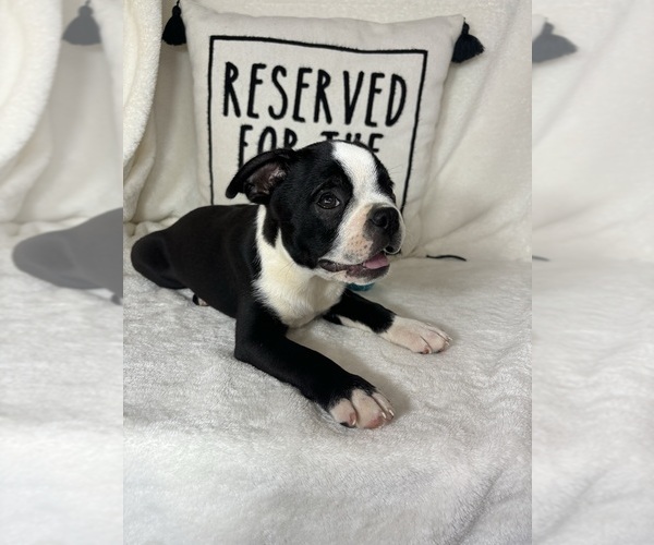Medium Photo #5 Boston Terrier Puppy For Sale in GREENFIELD, IN, USA