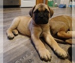 Puppy LIGHT BLUE Bullmastiff