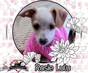 Chiweenie Dogs for adoption in San Antonio, TX, USA
