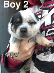 Australian Cattle Dog Puppy for sale in MORA, MN, USA