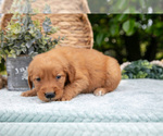 Small #4 Golden Retriever