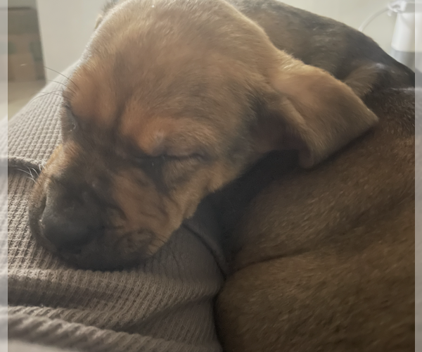 Medium Photo #1 Mutt Puppy For Sale in Dana Point, CA, USA