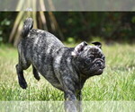 Small #3 Pug