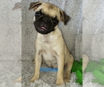 Small Photo #12 Pug Puppy For Sale in LOUISE, TX, USA