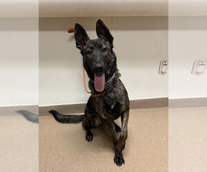 Holland Shepherd Dogs for adoption in Imlay City, MI, USA