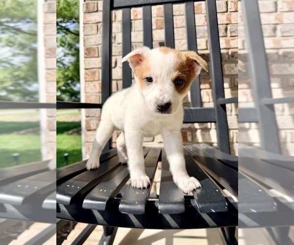 Medium Photo #5 Australian Cattle Dog Puppy For Sale in GREENFIELD, IN, USA