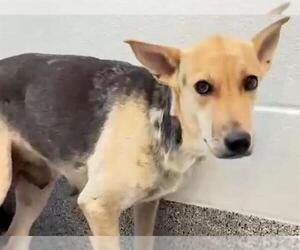 LORI - Female German Shepherd Dog-Unknown Mix Dog for Adoption - Photo #2