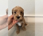 Puppy Zuma Goldendoodle (Miniature)