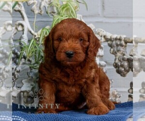 Goldendoodle (Miniature) Puppy for sale in LITITZ, PA, USA