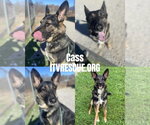 Small #1 German Shepherd Dog