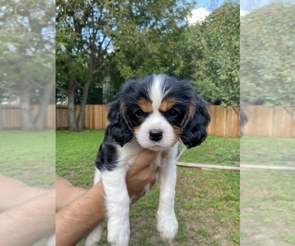 Medium Photo #1 Cavalier King Charles Spaniel Puppy For Sale in AUSTIN, TX, USA
