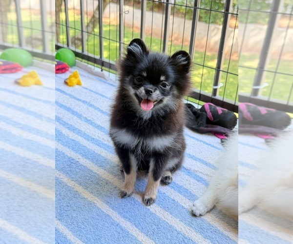 Medium Photo #6 Pomeranian Puppy For Sale in LOGANVILLE, GA, USA
