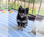 Pomeranians - Male Pomeranian Puppy for Sale - Photo #6