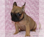Small Photo #36 French Bulldog Puppy For Sale in WINNSBORO, TX, USA