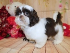 Small Photo #2 Shih Tzu Puppy For Sale in HAMMOND, IN, USA