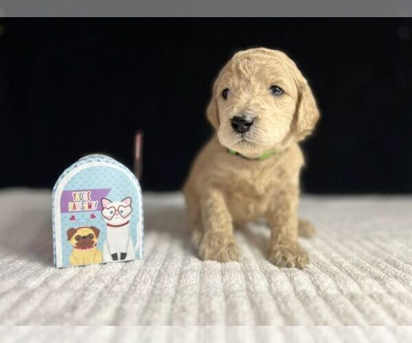 Medium Photo #3 Goldendoodle Puppy For Sale in HOPE MILLS, NC, USA