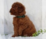 Small Photo #4 Goldendoodle-Poodle (Standard) Mix Puppy For Sale in LEOLA, PA, USA
