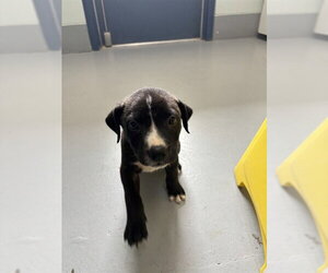 American Pit Bull Terrier Dogs for adoption in Corpus Christi, TX, USA