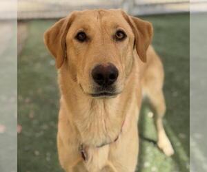 Labrador Retriever Dogs for adoption in San Diego, CA, USA