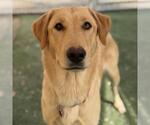 Venus - Female Labrador Retriever Dog for Adoption - Small photo