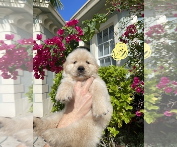 Medium Photo #9 Golden Retriever Puppy For Sale in WEST PALM BEACH, FL, USA