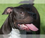 Small #8 American Pit Bull Terrier Mix