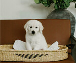 Puppy Guy English Cream Golden Retriever
