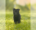Puppy Yellow German Shepherd Dog