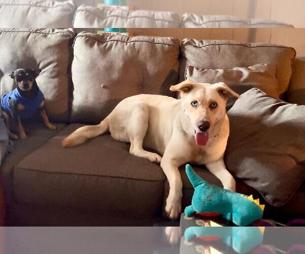 Medium Photo #11 Labsky Puppy For Sale in San Diego, CA, USA