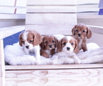 Small Photo #12 Cavalier King Charles Spaniel Puppy For Sale in ALBUQUERQUE, NM, USA