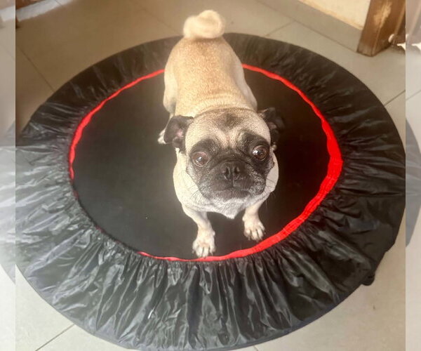 Medium Photo #2 Pug Puppy For Sale in Escondido, CA, USA