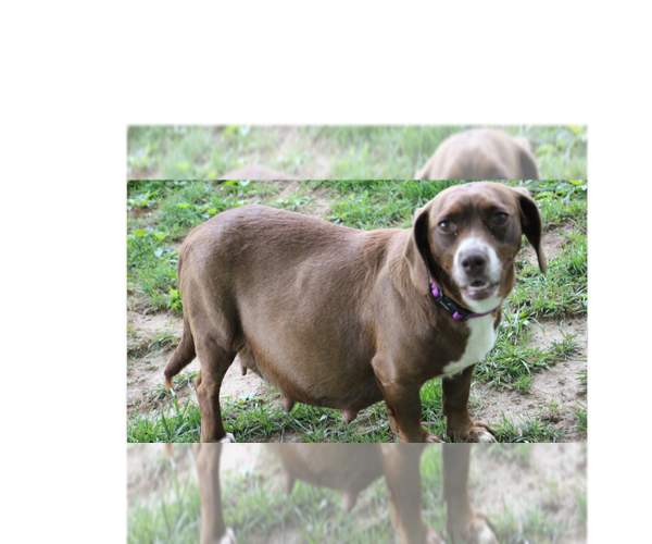 Medium Photo #4 Doxle Puppy For Sale in Aurora, IN, USA
