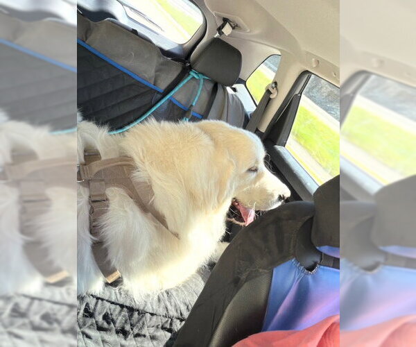 Medium Photo #6 Great Pyrenees Puppy For Sale in MIDWAY, UT, USA