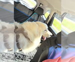 Small #5 Great Pyrenees