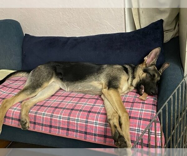 Medium Photo #5 German Shepherd Dog Puppy For Sale in Kansas City, MO, USA
