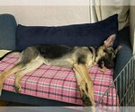 Small #4 German Shepherd Dog