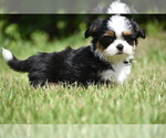 Small #1 Auss-Tzu