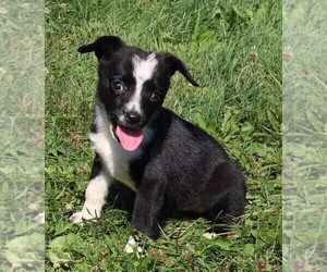 Miniature Australian Shepherd-Mutt Mix Puppy for sale in FREDERICKSBURG, OH, USA