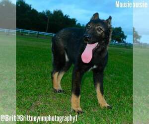 German Shepherd Dog-Siberian Husky Mix Puppy for sale in MULBERRY, FL, USA