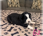Small Photo #34 Australian Shepherd Puppy For Sale in SALISBURY, NC, USA