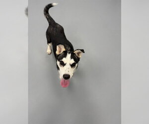 Siberian Husky Dogs for adoption in Peoria, IL, USA