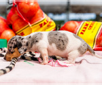 Small #5 Dachshund