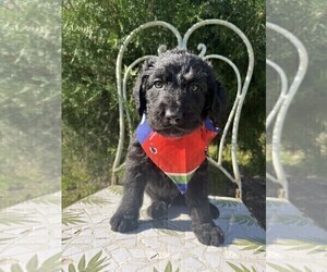 Labradoodle Puppy for sale in PEMBROKE, GA, USA