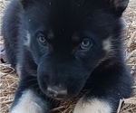 Puppy 2 German Shepherd Dog-Siberian Husky Mix