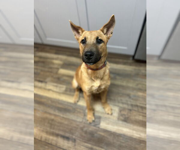 Medium Photo #1 Carolina Dog-Unknown Mix Puppy For Sale in Royse City, TX, USA