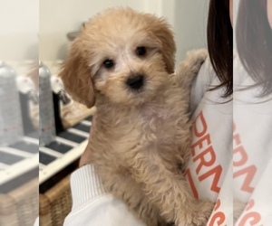 Goldendoodle (Miniature) Puppy for sale in CHULA VISTA, CA, USA